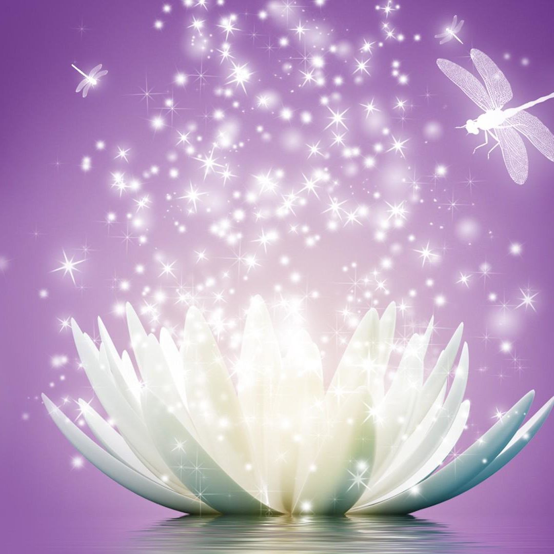 lotus lotus